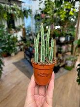 Kép betöltése a galériamegjelenítőbe: Senecio stapeliiformis 6cm - Pickle plant - Tropical Home 
