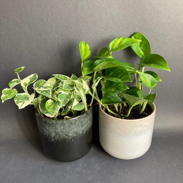 Epipremnum aureum 