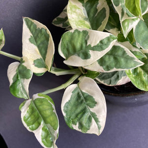 Epipremnum aureum "Global green" & "Njoy" csomag - Tropical Home 