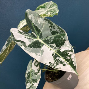 Alocasia "Frydek" variegata 2. - Tropical Home 