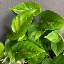 Kép betöltése a galériamegjelenítőbe: Epipremnum aureum &quot;Global green&quot; &amp; &quot;Njoy&quot; csomag - Tropical Home 

