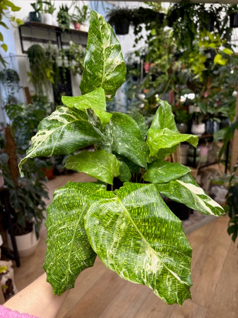 Calathea musaica 