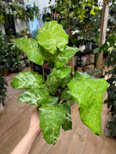 Kép betöltése a galériamegjelenítőbe: Calathea musaica "Network" variegata - Kockás zebralevél - Tropical Home 
