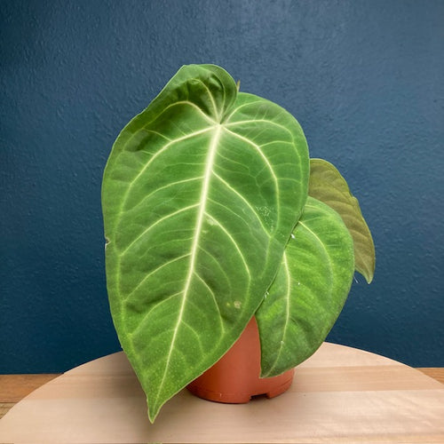 Anthurium villenaorum - Tropical Home 
