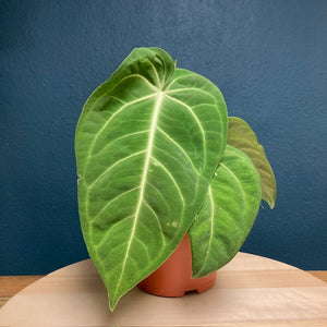 Anthurium villenaorum - Tropical Home 
