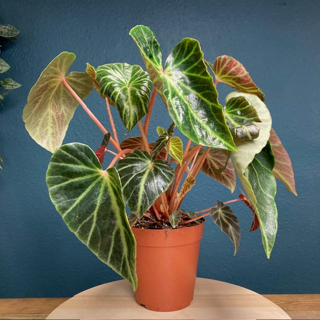 Begonia chingipengii - Tropical Home 