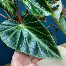Kép betöltése a galériamegjelenítőbe: Begonia chingipengii - Tropical Home 
