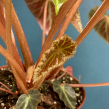 Kép betöltése a galériamegjelenítőbe: Begonia chingipengii - Tropical Home 

