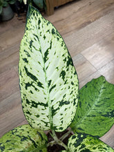 Kép betöltése a galériamegjelenítőbe: Dieffenbachia seguine "Snowflake" - Buzogányvirág - Dumb cane - Tropical Home 
