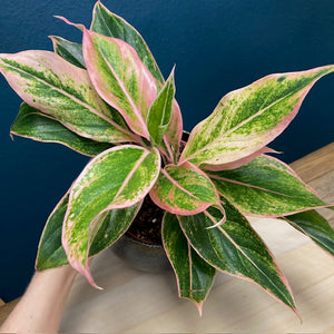 Aglaonema "Pink aurora" - Rákvirág - Chinese Evergreen - Tropical Home 