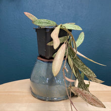 Kép betöltése a galériamegjelenítőbe: Hoya sigillatis - Viaszvirág - Tropical Home 
