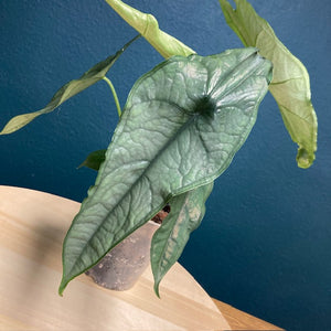 Alocasia heterophylla "Dragon's breath" - Több méretben - Tropical Home 