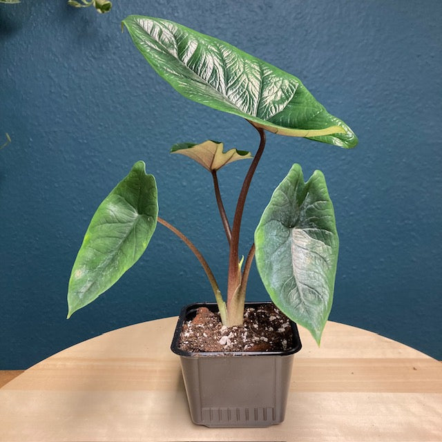 Alocasia scalprum - Két méretben - Tropical Home 