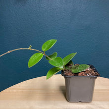 Kép betöltése a galériamegjelenítőbe: Hoya cv Chouke - Viaszvirág - Wax plant - Két méretben - Tropical Home 
