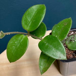 Hoya cv Chouke - Viaszvirág - Wax plant - Két méretben - Tropical Home 