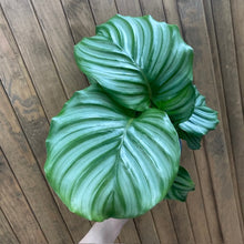 Kép betöltése a galériamegjelenítőbe: Calathea orbifolia - Zebralevél - Tropical Home 
