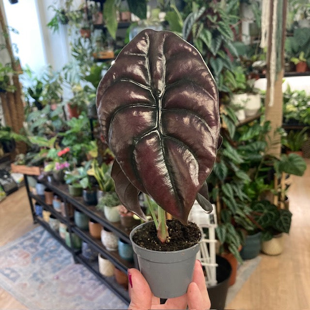 Alocasia cuprea 