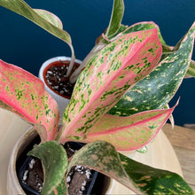 Kép betöltése a galériamegjelenítőbe: Aglaonema trio - Rákvirág trió - Szobanövény csomag kezdőknek is - Tropical Home 
