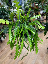 Kép betöltése a galériamegjelenítőbe: Epiphyllum anguliger - Karéjos kaktusz - Fishbone cactus - Tropical Home 
