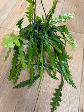 Kép betöltése a galériamegjelenítőbe: Epiphyllum anguliger - Karéjos kaktusz - Fishbone cactus - Tropical Home 
