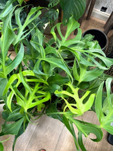 Kép betöltése a galériamegjelenítőbe: Monstera burle-marx "Flame" 14cm
