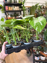 Kép betöltése a galériamegjelenítőbe: Monstera deliciosa “Thai constellation” 6cm
