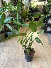 Kép betöltése a galériamegjelenítőbe: Monstera burle-marx "Flame" 14cm
