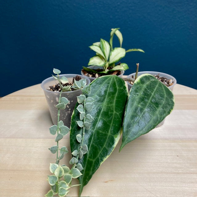 Hoya/Dischidia csomag - Saját szaporítás - Tropical Home 