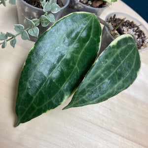 Hoya/Dischidia csomag - Saját szaporítás - Tropical Home 