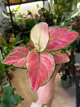 Kép betöltése a galériamegjelenítőbe: Aglaonema pink 9cm - Rákvirág - Chinese Evergreen
