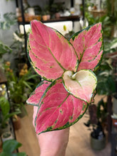Kép betöltése a galériamegjelenítőbe: Aglaonema pink 9cm - Rákvirág - Chinese Evergreen
