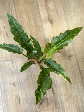Kép betöltése a galériamegjelenítőbe: Philodendron "Ring of fire” 12cm
