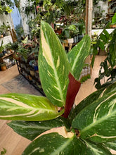 Kép betöltése a galériamegjelenítőbe: Stromanthe sanguinea "Magic star" - Pompás dárdalevél - Tropical Home 
