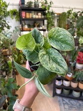 Kép betöltése a galériamegjelenítőbe: Scindapsus pictus "Silver knight" 12cm
