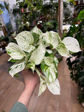 Kép betöltése a galériamegjelenítőbe: Epipremnum aureum "Happy leaf" - "Happy leaf" / “Manjula” szobafutóka - Tropical Home 
