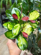 Kép betöltése a galériamegjelenítőbe: Hoya australis "Lisa" 9cm - Viaszvirág
