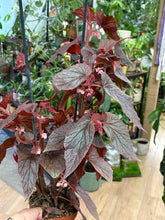 Kép betöltése a galériamegjelenítőbe: Begonia "Morris"
