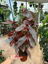 Kép betöltése a galériamegjelenítőbe: Begonia "Morris"
