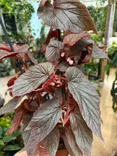 Kép betöltése a galériamegjelenítőbe: Begonia "Morris"
