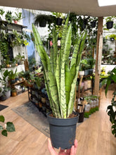 Kép betöltése a galériamegjelenítőbe: Sansevieria trif. "Spearmint" - Anyósnyelv - Tropical Home 
