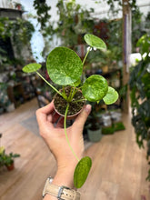 Kép betöltése a galériamegjelenítőbe: Pilea peperomioides "Mojito" 6cm - Pénzlevelű pilea - Chinese Money Plant
