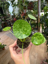 Kép betöltése a galériamegjelenítőbe: Pilea peperomioides "Mojito" 6cm - Pénzlevelű pilea - Chinese Money Plant
