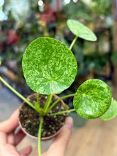 Kép betöltése a galériamegjelenítőbe: Pilea peperomioides "Mojito" 6cm - Pénzlevelű pilea - Chinese Money Plant
