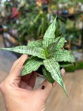 Kép betöltése a galériamegjelenítőbe: Sansevieria "Cinta" 6cm - Anyósnyelv
