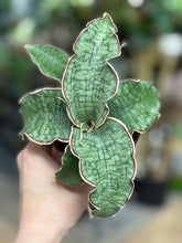 Kép betöltése a galériamegjelenítőbe: Sansevieria kirkii "Silver blue" - Tropical Home 
