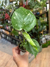 Kép betöltése a galériamegjelenítőbe: Monstera deliciosa “Thai constellation” 6cm
