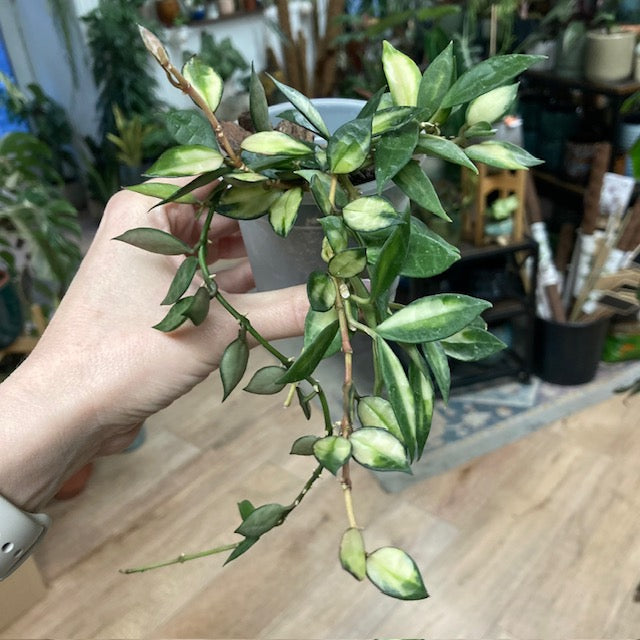 Hoya lacunosa variegata 1. - Saját szaporítás