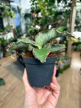 Kép betöltése a galériamegjelenítőbe: Sansevieria kirkii "Silver blue" - Tropical Home 
