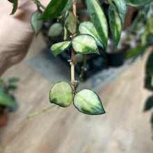 Kép betöltése a galériamegjelenítőbe: Hoya lacunosa variegata 1. - Saját szaporítás
