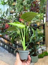 Kép betöltése a galériamegjelenítőbe: Monstera deliciosa “Thai constellation” 6cm
